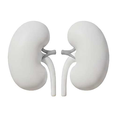 Kidney Health image