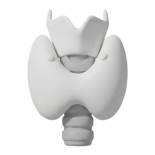 Thyroid Function image